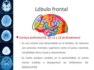 Corteza prefrontal (9, 10, 11 y 12 de Brodmann)
− Es una corteza muy desarrollada en el hombre, Se relaciona
con procesos mentales superiores como el juicio, voluntad,
sociabilidad, ética, moral y razonamiento
− Su lesión produce cambios en la personalidad, se vuelve
menos creativo y desaparecen las inhibiciones. SD.
DISEJECUTIVO
Lóbulo frontal
 