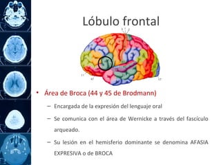 • Área de Broca (44 y 45 de Brodmann)
– Encargada de la expresión del lenguaje oral
– Se comunica con el área de Wernicke a través del fascículo
arqueado.
– Su lesión en el hemisferio dominante se denomina AFASIA
EXPRESIVA o de BROCA
Lóbulo frontal
 
