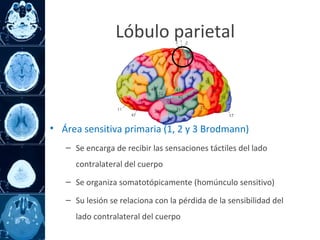 • Área sensitiva primaria (1, 2 y 3 Brodmann)
– Se encarga de recibir las sensaciones táctiles del lado
contralateral del cuerpo
– Se organiza somatotópicamente (homúnculo sensitivo)
– Su lesión se relaciona con la pérdida de la sensibilidad del
lado contralateral del cuerpo
Lóbulo parietal
 