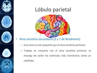 • Área sensitiva secundaria (5 y 7 de Brodmann)
– Esta área es más pequeña que el área sensitiva primaria.
– Trabaja en conjunto con el área sensitiva primaria, se
encarga de sentir los estímulos más transitorios como un
cepillado.
Lóbulo parietal
 
