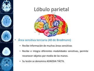 • Área sensitiva terciaria (40 de Brodmann)
– Recibe información de muchas áreas sensitivas
– Recibe e integra diferentes modalidades sensitivas, permite
reconocer objetos por medio de las manos.
– Su lesión se denomina AGNOSIA TÁCTIL
Lóbulo parietal
 
