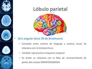 • Giro angular (área 39 de Brodmann)
– Conexión entre centros de lenguaje y corteza visual. Se
relaciona con la lectoescritura.
– También representa el esquema corporal
– Su lesión se relaciona con la falta de reconocimiento de
partes del cuerpo SOMATOAGNOSIA
Lóbulo parietal
 