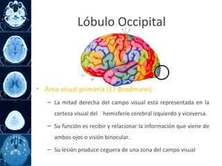 • Área visual primaria (17 Brodmann)
– La mitad derecha del campo visual está representada en la
corteza visual del hemisferio cerebral izquierdo y viceversa.
– Su función es recibir y relacionar la información que viene de
ambos ojos o visión binocular.
– Su lesión produce ceguera de una zona del campo visual
Lóbulo Occipital
 