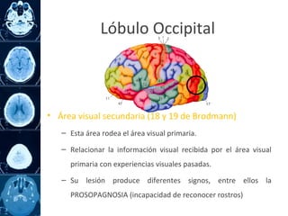 • Área visual secundaria (18 y 19 de Brodmann)
– Esta área rodea el área visual primaria.
– Relacionar la información visual recibida por el área visual
primaria con experiencias visuales pasadas.
– Su lesión produce diferentes signos, entre ellos la
PROSOPAGNOSIA (incapacidad de reconocer rostros)
Lóbulo Occipital
 