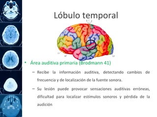• Área auditiva primaria (Brodmann 41)
– Recibe la información auditiva, detectando cambios de
frecuencia y de localización de la fuente sonora.
– Su lesión puede provocar sensaciones auditivas erróneas,
dificultad para localizar estímulos sonoros y pérdida de la
audición
Lóbulo temporal
 