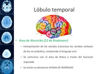 • Área de Wernicke (22 de Brodmann)
– Interpretación de los sonidos (reconoce los sonidos verbales
de los no verbales), comprende el lenguaje oral
– Se comunica con el área de Broca a través del fascículo
arqueado
– Su lesión se denomina AFASIA DE WERNICKE
Lóbulo temporal
 