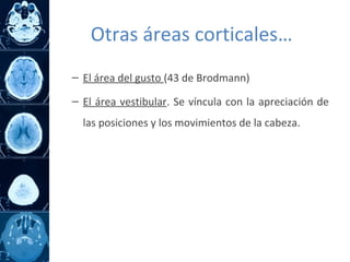 – El área del gusto (43 de Brodmann)
– El área vestibular. Se víncula con la apreciación de
las posiciones y los movimientos de la cabeza.
Otras áreas corticales…
 