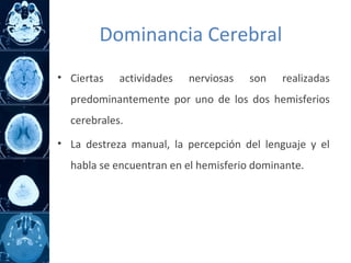 Dominancia Cerebral
• Ciertas actividades nerviosas son realizadas
predominantemente por uno de los dos hemisferios
cerebrales.
• La destreza manual, la percepción del lenguaje y el
habla se encuentran en el hemisferio dominante.
 