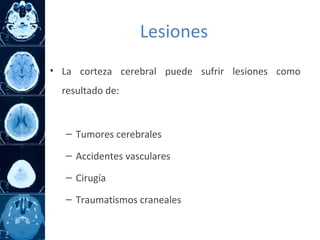 • La corteza cerebral puede sufrir lesiones como
resultado de:
– Tumores cerebrales
– Accidentes vasculares
– Cirugía
– Traumatismos craneales
Lesiones
 