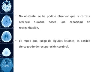 • No obstante, se ha podido observar que la corteza
cerebral humana posee una capacidad de
reorganización,
• de modo que, luego de algunas lesiones, es posible
cierto grado de recuperación cerebral.
 