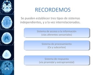 RECORDEMOS
Se pueden establecer tres tipos de sistemas
independientes, y a la vez interrelacionados.
Sistema de acceso a la información
(vías aferentes sensoriales)
Sistema de acceso a la información
(vías aferentes sensoriales)
Sistema de procesamiento
(Cx y subcortex)
Sistema de procesamiento
(Cx y subcortex)
Sistema de respuesta
(vía piramidal y extrapiramidal)
Sistema de respuesta
(vía piramidal y extrapiramidal)
 