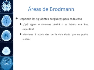 Responde las siguientes preguntas para cada caso
¿Qué signos o síntomas tendrá si se lesiona esa área
específica?
Mencione 2 actividades de la vida diaria que no podría
realizar
Áreas de Brodmann
 