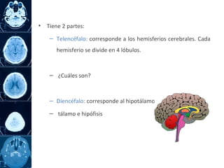 • Tiene 2 partes:
– Telencéfalo: corresponde a los hemisferios cerebrales. Cada
hemisferio se divide en 4 lóbulos.
– ¿Cuáles son?
– Diencéfalo: corresponde al hipotálamo,
– tálamo e hipófisis
 