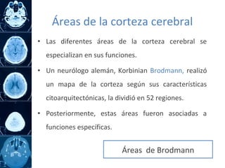 • Las diferentes áreas de la corteza cerebral se
especializan en sus funciones.
• Un neurólogo alemán, Korbinian Brodmann, realizó
un mapa de la corteza según sus características
citoarquitectónicas, la dividió en 52 regiones.
• Posteriormente, estas áreas fueron asociadas a
funciones específicas.
Áreas de Brodmann
Áreas de la corteza cerebral
 