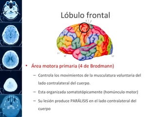 Lóbulo frontal
• Área motora primaria (4 de Brodmann)
– Controla los movimientos de la musculatura voluntaria del
lado contralateral del cuerpo.
– Esta organizada somatotópicamente (homúnculo motor)
– Su lesión produce PARÁLISIS en el lado contralateral del
cuerpo
 