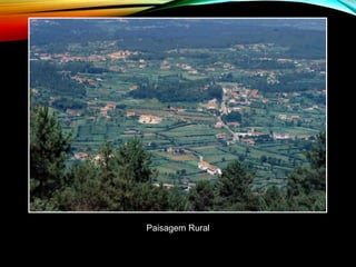 Paisagem Rural
 