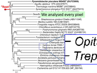 “Root”
We analysed every pixel
 
