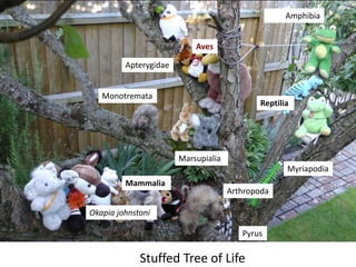 Supertree for 924 species
Tree
 