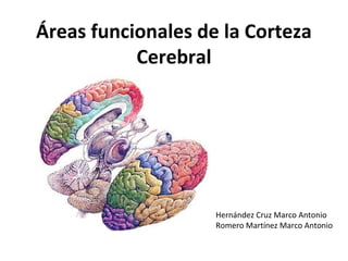 Áreas funcionales de la Corteza
Cerebral
Hernández Cruz Marco Antonio
Romero Martínez Marco Antonio
 