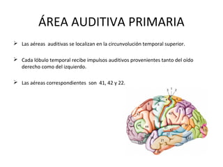 ÁREA AUDITIVA PRIMARIA
 Las aéreas auditivas se localizan en la circunvolución temporal superior.
 Cada lóbulo temporal recibe impulsos auditivos provenientes tanto del oído
derecho como del izquierdo.
 Las aéreas correspondientes son 41, 42 y 22.
 