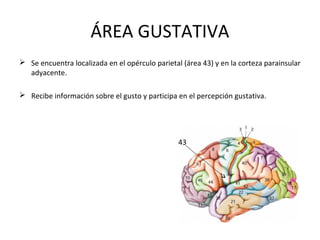 ÁREA GUSTATIVA
 Se encuentra localizada en el opérculo parietal (área 43) y en la corteza parainsular
adyacente.
 Recibe información sobre el gusto y participa en el percepción gustativa.
43
 