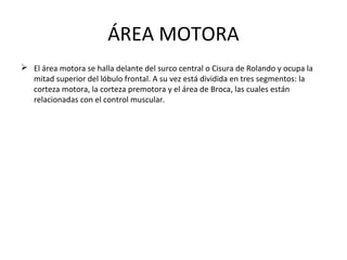 ÁREA MOTORA
 El área motora se halla delante del surco central o Cisura de Rolando y ocupa la
mitad superior del lóbulo frontal. A su vez está dividida en tres segmentos: la
corteza motora, la corteza premotora y el área de Broca, las cuales están
relacionadas con el control muscular.
 