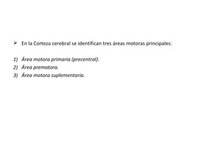  En la Corteza cerebral se identifican tres áreas motoras principales:
1) Área motora primaria (precentral).
2) Área premotora.
3) Área motora suplementaria.
 