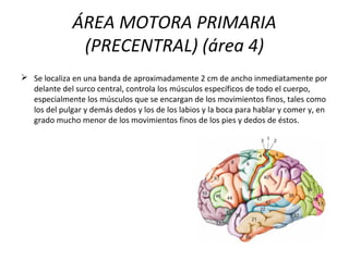 ÁREA MOTORA PRIMARIA
(PRECENTRAL) (área 4)
 Se localiza en una banda de aproximadamente 2 cm de ancho inmediatamente por
delante del surco central, controla los músculos específicos de todo el cuerpo,
especialmente los músculos que se encargan de los movimientos finos, tales como
los del pulgar y demás dedos y los de los labios y la boca para hablar y comer y, en
grado mucho menor de los movimientos finos de los pies y dedos de éstos.
 