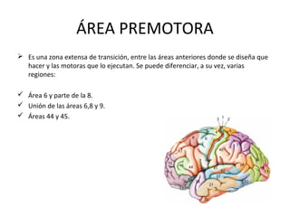 ÁREA PREMOTORA
 Es una zona extensa de transición, entre las áreas anteriores donde se diseña que
hacer y las motoras que lo ejecutan. Se puede diferenciar, a su vez, varias
regiones:
 Área 6 y parte de la 8.
 Unión de las áreas 6,8 y 9.
 Áreas 44 y 45.
 
