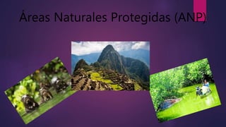 Áreas Naturales Protegidas (ANP)
 