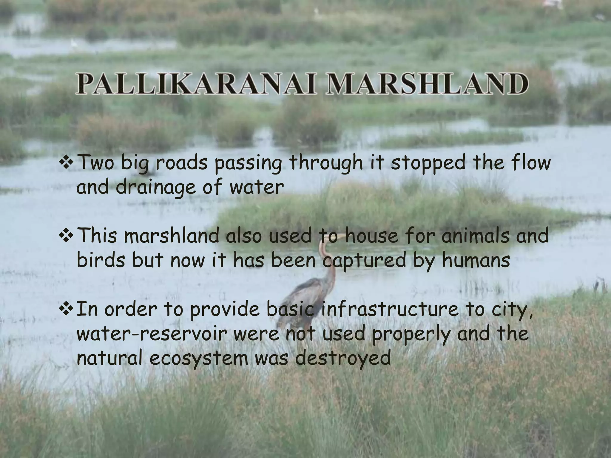 Two big roads passing through it stopped the flow
and drainage of water
This marshland also used to house for animals and
birds but now it has been captured by humans
In order to provide basic infrastructure to city,
water-reservoir were not used properly and the
natural ecosystem was destroyed
 