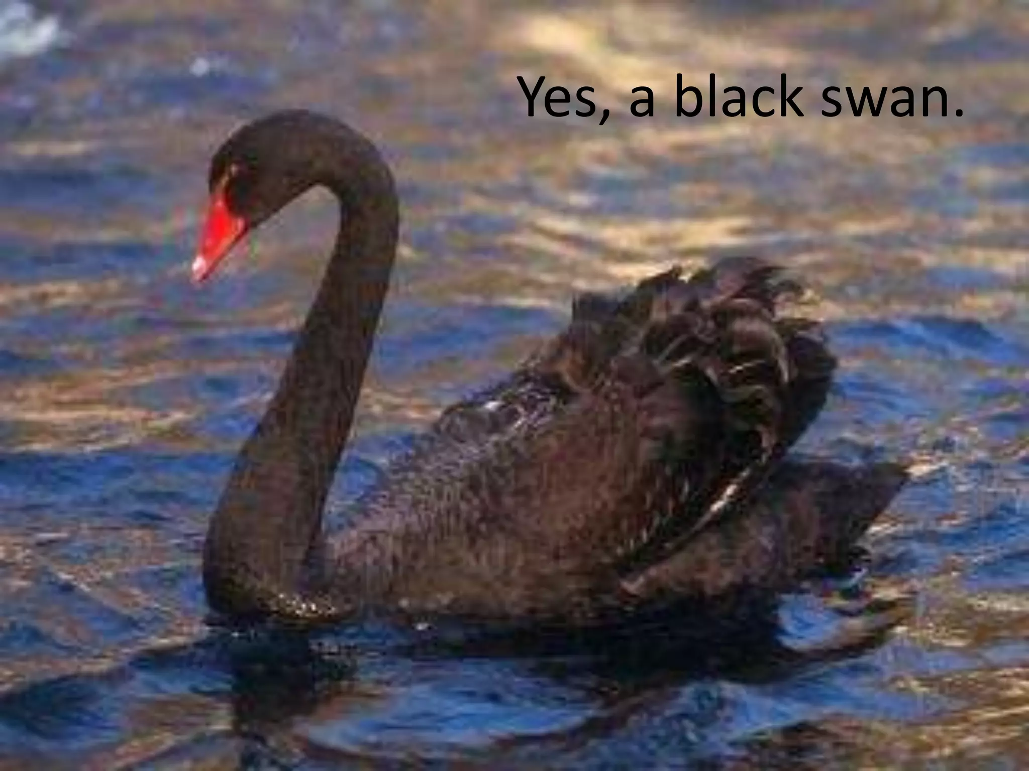 Yes, a black swan.