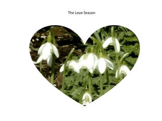 The Love Season
 