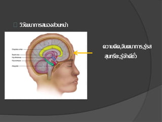 วิวฒันาการสมองส่วนหน้า 
ความคิด,จนิตนาการ,รู้รส 
สุนทรียะ,รู้จกัดีชวั่ 
 