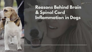 Reasons Behind Brain
& Spinal Cord
Inflammation in Dogs
 