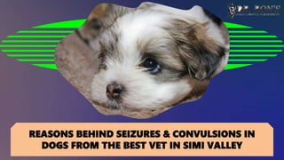 REASONS BEHIND SEIZURES & CONVULSIONS IN
DOGS FROM THE BEST VET IN SIMI VALLEY
 