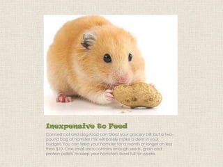 Inexpensive to Feed
Canned cat and dog food can bloat your grocery bill, but a twopound bag of hamster mix will barely make a dent in your
budget. You can feed your hamster for a month or longer on less
than $10. One small sack contains enough seeds, grain and
protein pellets to keep your hamster's bowl full for weeks.

 