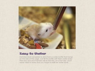 Easy to Water
Hamsters learn as babies to drink from a water bottle that hangs
on the side of the cage. Just fill this bottle with fresh water every
third day and your hamster will do the rest. On a hot day, you'll
never need to worry that you forgot to refill her water bowl.

 