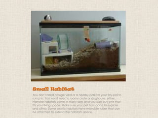 Small Habitat
You don't need a huge yard or a nearby park for your tiny pal to
romp in. You won't need a roomy crate or doghouse, either.
Hamster habitats come in many sizes and you can buy one that
fits your living space. Make sure your pet has space to explore
and climb. Some plastic habitats have movable tubes that can
be attached to extend the habitat's space.

 