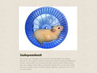 Independent
The more you handle your hamster, the friendlier she will be.
However, she doesn't need company to keep herself entertained.
In fact, since she is nocturnal, her most active time will be when
you are asleep. She will be perfectly happy left on her own while
she eats, drinks, nests, hoards, cleans, gnaws, and runs, runs, runs
on her wheel.

 