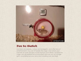 Fun to Watch
Hamsters are speedy, curious and energetic, and offer tons of
entertainment. You can sit beside the cage, and watch your
hamster at work and play as she burrows and climbs. Outside the
cage, she will explore the environment and use you as a jungle
gym, scrambling up your arms and crawling over your legs

 