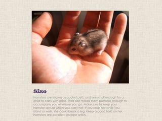 Size
Hamsters are known as pocket pets, and are small enough for a
child to carry with ease. Their size makes them portable enough to
accompany you wherever you go. Make sure to keep your
hamster secure when you carry her. If you drop her while you
stand or walk, she could break a leg. Keep a good hold on her.
Hamsters are excellent escape artists.

 