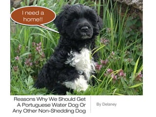 I need a
    home!!




Reasons Why We Should Get
 A Portuguese Water Dog Or   By Delaney
Any Other Non-Shedding Dog
 