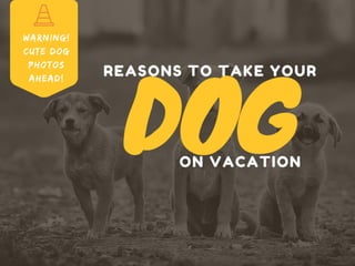 Reasons To Travel with Your Dog