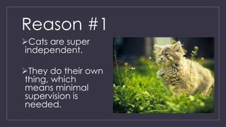 Reasons Why You Should Adopt A Cat Pptx