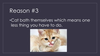 Reasons Why You Should Adopt A Cat Pptx