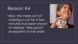 Reasons Why You Should Adopt A Cat Pptx