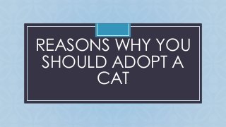 REASONS WHY YOU 
SHOULD C 
ADOPT A 
CAT 
 