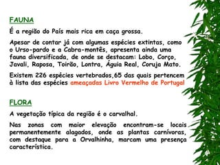 FAUNA
É a região do País mais rica em caça grossa.
Apesar de contar já com algumas espécies extintas, como
o Urso-pardo e a Cabra-montês, apresenta ainda uma
fauna diversificada, de onde se destacam: Lobo, Corço,
Javali, Raposa, Toirão, Lontra, Águia Real, Coruja Mato.
Existem 226 espécies vertebrados,65 das quais pertencem
à lista das espécies ameaçadas Livro Vermelho de Portugal
FLORA
A vegetação típica da região é o carvalhal.
Nas zonas com maior elevação encontram-se locais
permanentemente alagados, onde as plantas carnívoras,
com destaque para a Orvalhinha, marcam uma presença
característica.
 