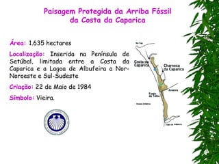 Paisagem Protegida da Arriba Fóssil
da Costa da Caparica
Área: 1.635 hectares
Localização: Inserida na Península de
Setúbal, limitada entre a Costa da
Caparica e a Lagoa de Albufeira a Nor-
Noroeste e Sul-Sudeste
Criação: 22 de Maio de 1984
Símbolo: Vieira.
 